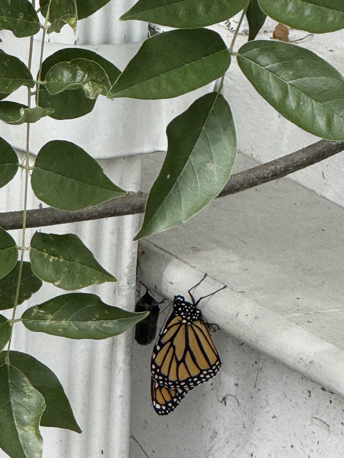 Monarch butterfly emerging from its chrysalis on a leaf, found by Winston