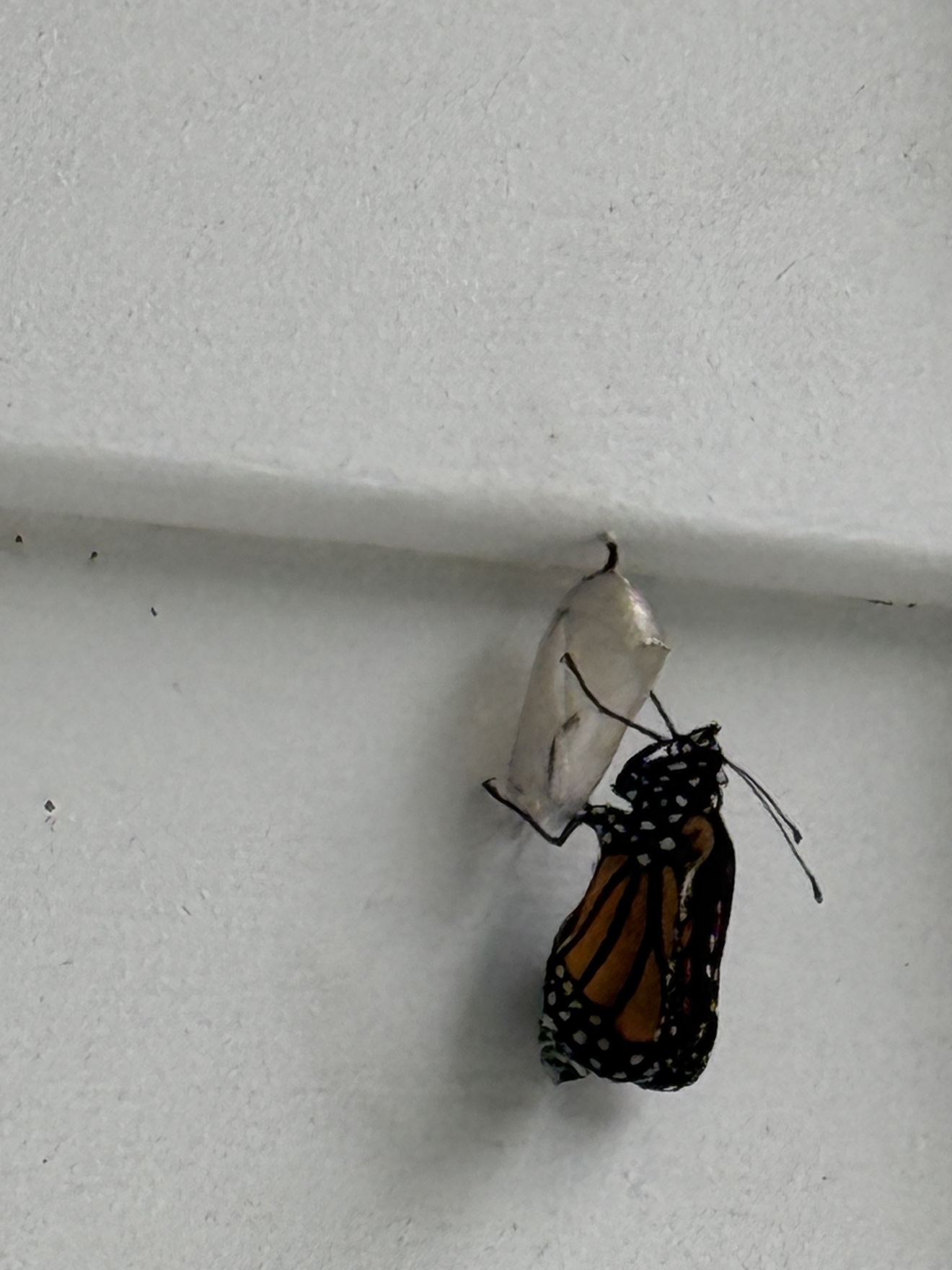 Monarch butterfly resting after emerging, discovered by Winston