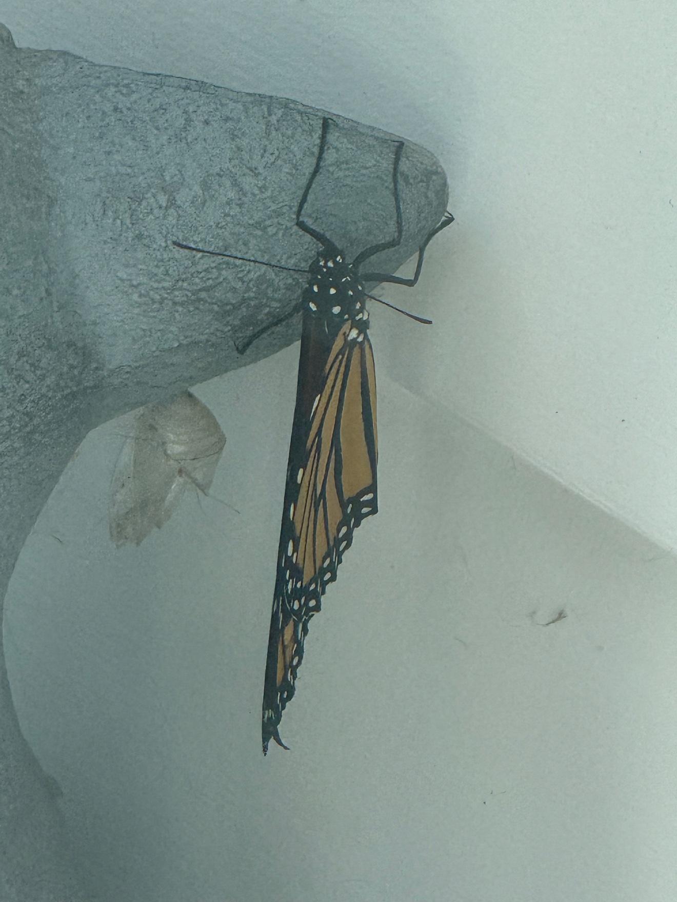 Monarch butterfly on the French bulldog statue in the estate garden