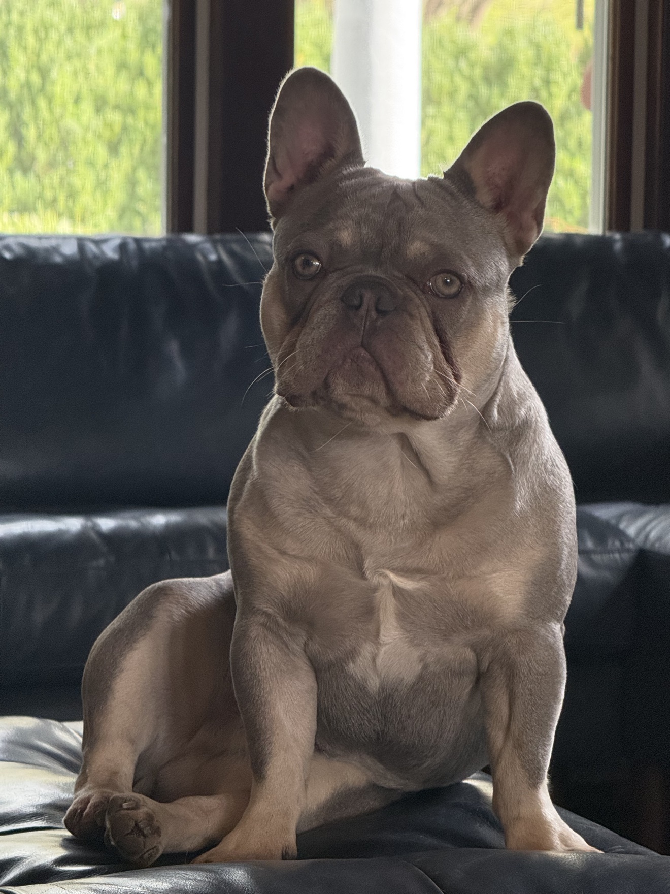 Winston the French bulldog puppy sitting on a couch looking at the camera