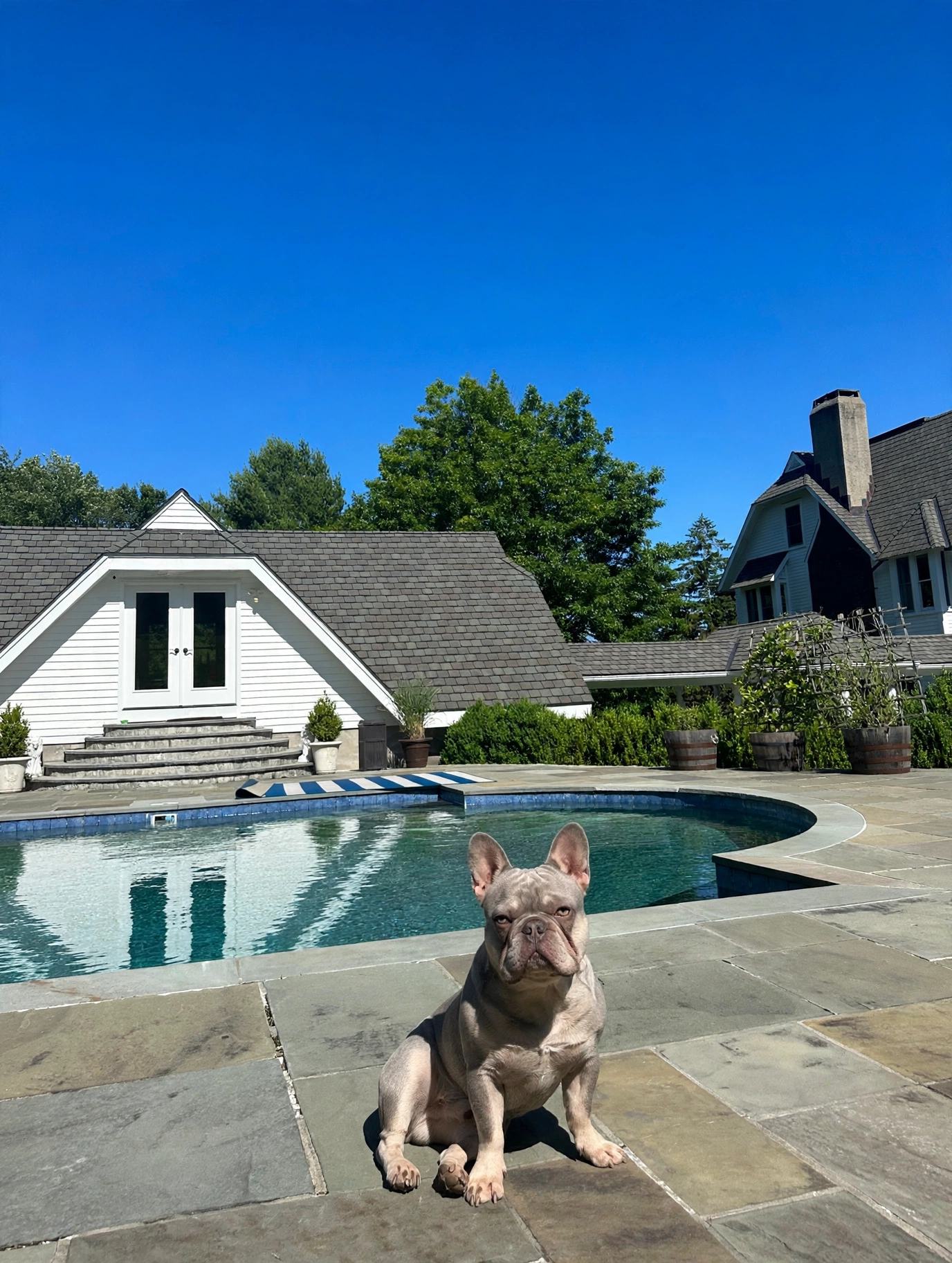 Winston the French bulldog sitting by the pool on the estate patio