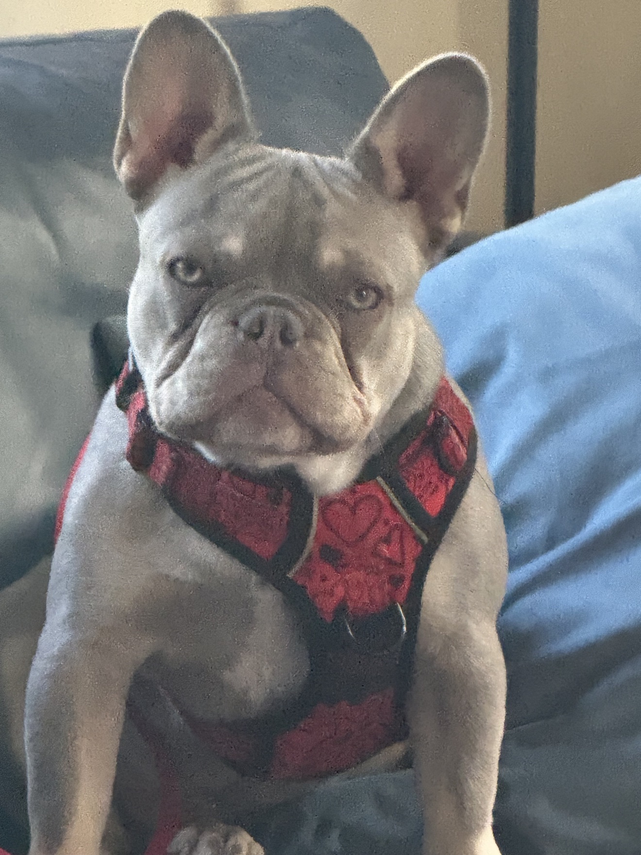 Winston the French bulldog wearing his red Beast and Buckle harness
