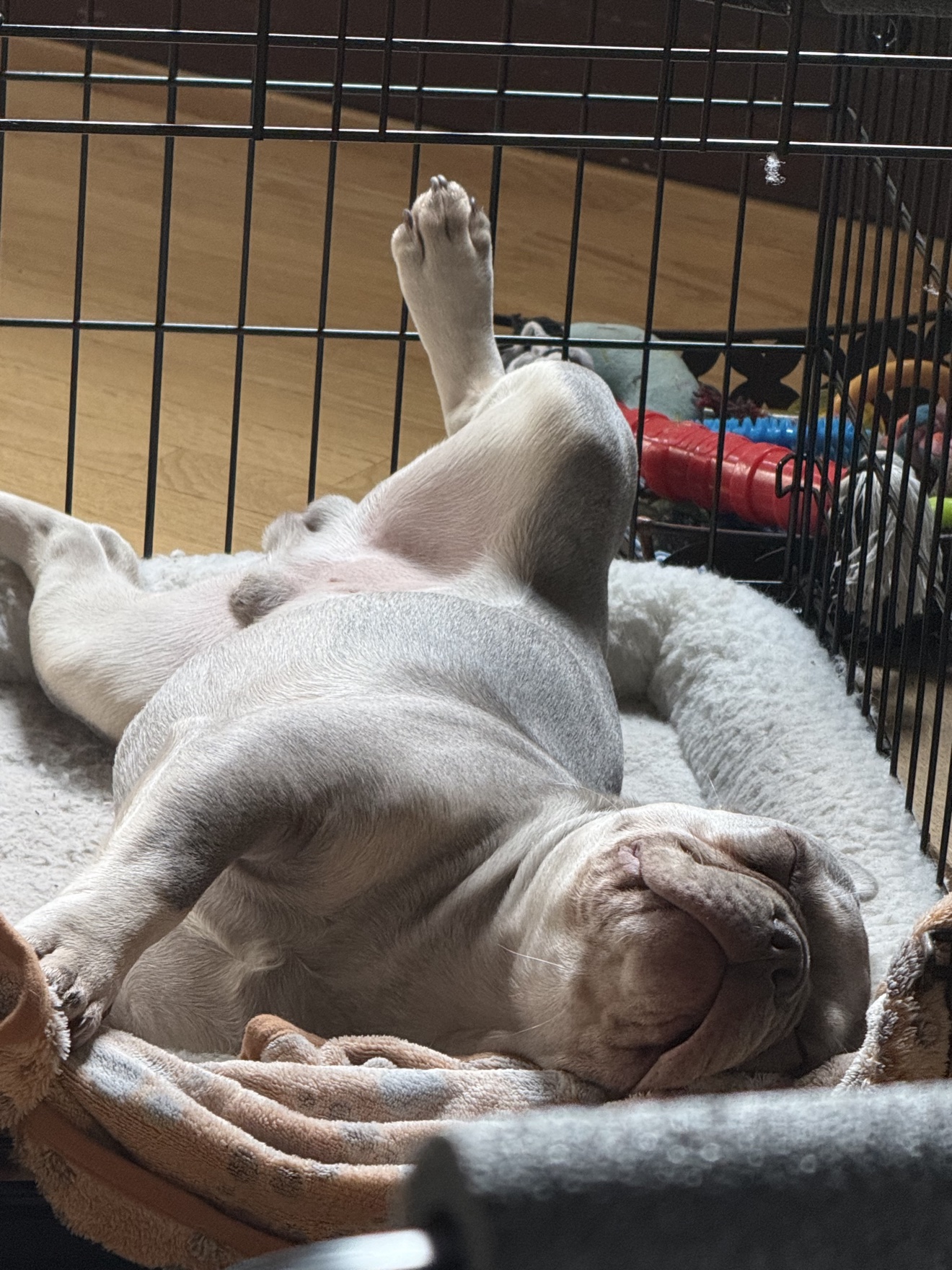 Winston the French bulldog puppy riding in his TAVO pet stroller